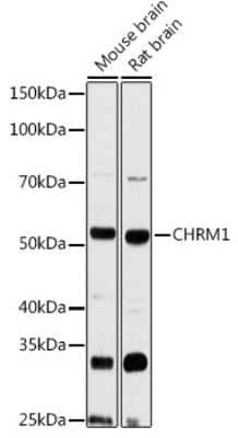 Western Blot: Muscarinic Acetylcholine Receptor M1/CHRM1 AntibodyAzide and BSA Free [NBP2-94811]