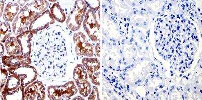 Immunohistochemistry-Paraffin: Muscarinic Acetylcholine Receptor M2/CHRM2 Antibody (31-1D1) [NB120-2805]