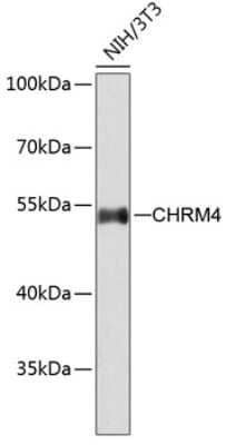 Western Blot: Muscarinic Acetylcholine Receptor M4/CHRM4 AntibodyAzide and BSA Free [NBP3-03052]