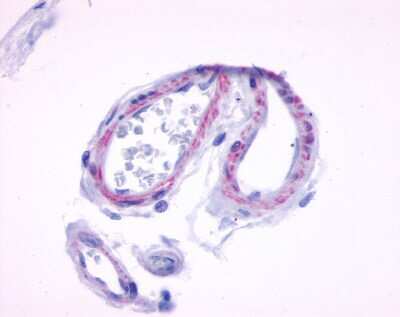 Immunohistochemistry-Paraffin: Muscarinic Acetylcholine Receptor M5/CHRM5 Antibody - BSA Free [NLS1338]