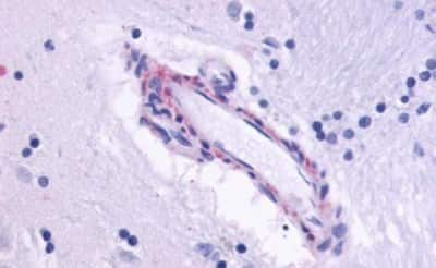 Immunohistochemistry-Paraffin: Muscarinic Acetylcholine Receptor M5/CHRM5 Antibody - BSA Free [NLS1338]