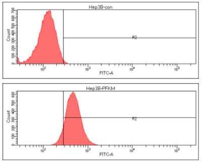 Flow Cytometry: Muscle Phosphofructokinase/PFKM/PFK-1 Antibody (2F11) - BSA Free [NBP2-22615]