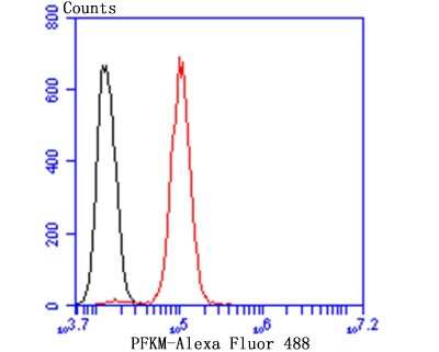Flow Cytometry: Muscle Phosphofructokinase/PFKM/PFK-1 Antibody (JU53-31) [NBP2-75578]