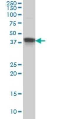 Western Blot: Muscleblind-like 1 Antibody (1D11) [H00004154-M01]