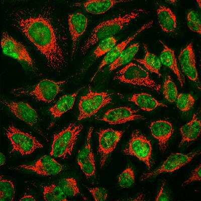 Immunocytochemistry/ Immunofluorescence: Muscleblind-like 1 Antibody (1H1) [NBP2-50062]