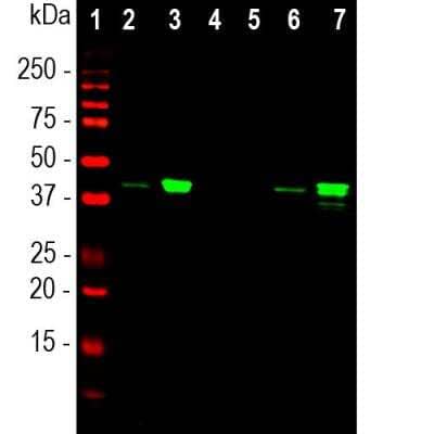 Western Blot: Muscleblind-like 1 Antibody (1H1) [NBP2-50062]