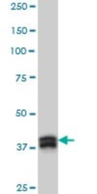 Western Blot: Muscleblind-like 1 Antibody (3E7) [H00004154-M02]