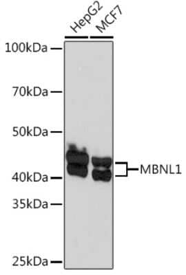 Western Blot: Muscleblind-like 1 Antibody (7N6W3) [NBP3-16574]