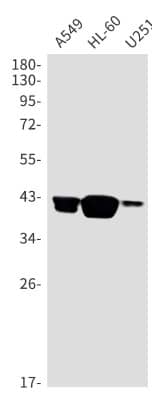 Western Blot: Muscleblind-like 1 Antibody (S02-4E4) [NBP3-19991]