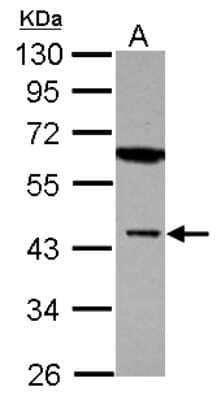 Western Blot: Muscleblind-like 1 Antibody [NBP2-19445]