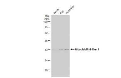 Western Blot: Muscleblind-like 1 Antibody [NBP2-19446]