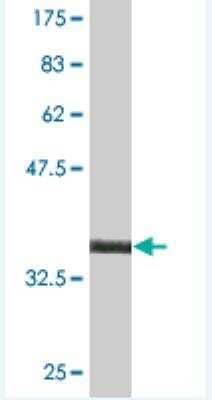 Western Blot: Musculin Antibody (1D1) [H00009242-M01]