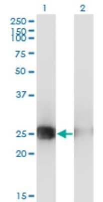 Western Blot: Musculin Antibody (4D7) [H00009242-M05]