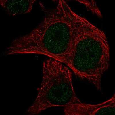 Immunocytochemistry/ Immunofluorescence: Musculin Antibody [NBP2-56244]