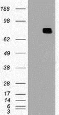 Western Blot: MxA/Mx1 Antibody (OTI2G12) [NBP1-47859]