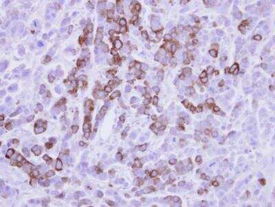 Immunohistochemistry-Paraffin: MxA/Mx1 Antibody [NBP1-32905]