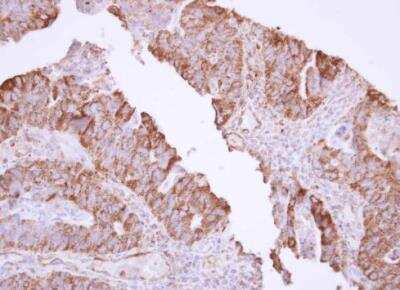 Immunohistochemistry-Paraffin: MxA/Mx1 Antibody [NBP1-32905]
