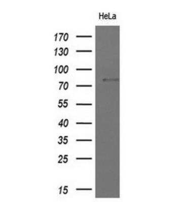 Western Blot: MxA/Mx1 Antibody (OTI2G12)Azide and BSA Free [NBP2-72838]