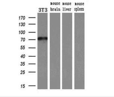 Western Blot: MxA/Mx1 Antibody (OTI2G12)Azide and BSA Free [NBP2-72838]