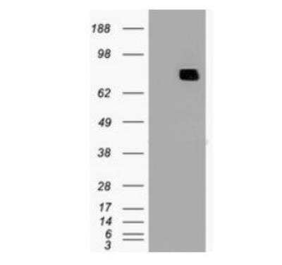 Western Blot: MxA/Mx1 Antibody (OTI2G12)Azide and BSA Free [NBP2-72838]