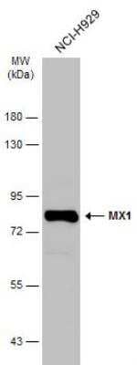 Western Blot: MxA/Mx1 Antibody [NBP1-32905]