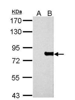 Western Blot: MxA/Mx1 Antibody [NBP1-33033]
