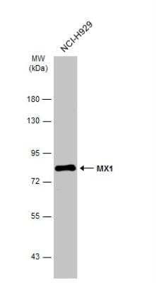 Western Blot: MxA/Mx1 Antibody [NBP1-33033]