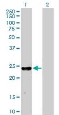 Western Blot: Mxi1 Antibody (1F3) [H00004601-M08]