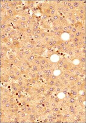 Immunohistochemistry-Paraffin: MyD88 Antibody - BSA Free [NB100-56698]