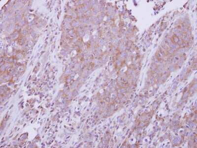 Immunohistochemistry-Paraffin: MyD88 Antibody [NBP2-19448]