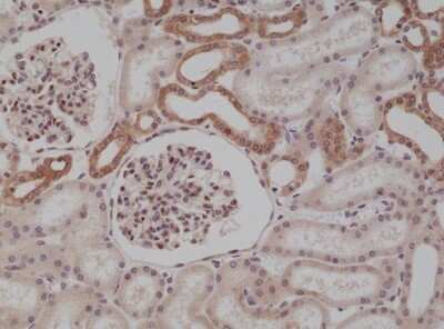 Immunohistochemistry-Paraffin: MyD88 Antibody (RM306) [NBP2-61565]