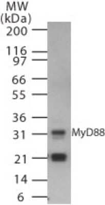 Western Blot: MyD88 AntibodyBSA Free [NB100-56698]