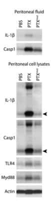 Western Blot: MyD88 AntibodyBSA Free [NB100-56698]