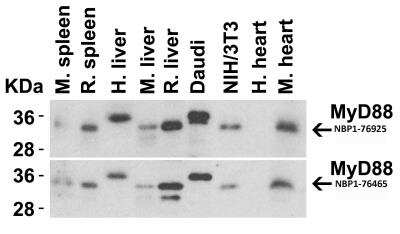 Western Blot: MyD88 AntibodyBSA Free [NBP1-76465]