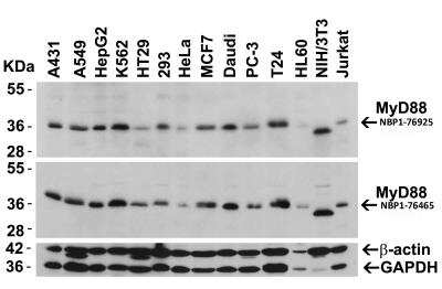Western Blot: MyD88 AntibodyBSA Free [NBP1-76465]