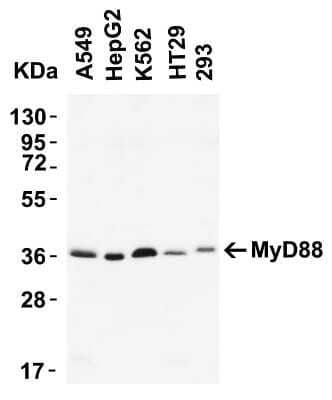 Western Blot: MyD88 AntibodyBSA Free [NBP1-76465]