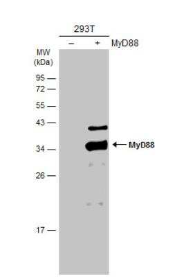 Western Blot: MyD88 Antibody [NBP2-19448]