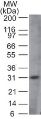 Western Blot: MyD88 Antibody [NBP2-24671]