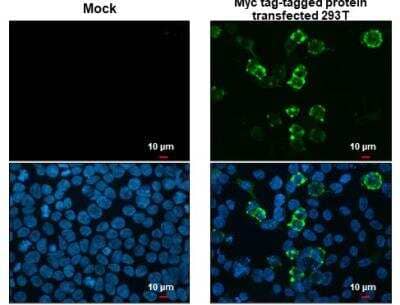 Immunocytochemistry/ Immunofluorescence: Myc Epitope Tag Antibody (2) [NBP2-43627]