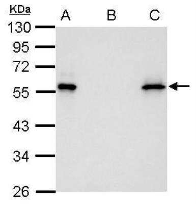 Western Blot: Myc Epitope Tag Antibody (2) [NBP2-43627]