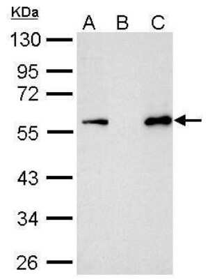 Immunoprecipitation: Myc Epitope Tag Antibody [NBP2-43691]