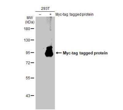 Western Blot: Myc Epitope Tag Antibody [NBP2-43691]