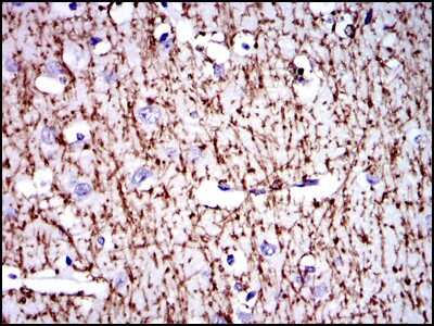 Immunohistochemistry-Paraffin: MBP Antibody (2H9) - BSA Free [NBP2-22121]