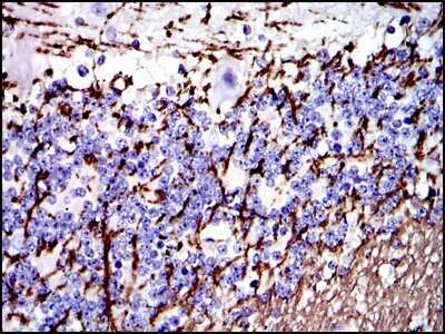 Immunohistochemistry-Paraffin: MBP Antibody (2H9) - BSA Free [NBP2-22121]