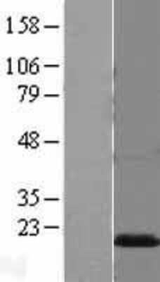 Western Blot: FABP8/M-FABP/Myelin P2 Protein Overexpression Lysate [NBL1-14538]