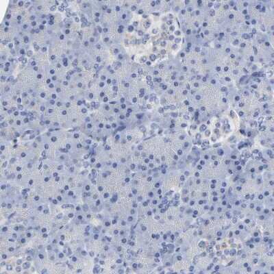 Immunohistochemistry-Paraffin: Myelin PLP Antibody [NBP1-87781]