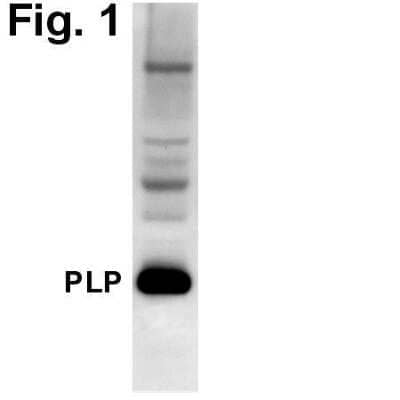 Western Blot: Myelin PLP Antibody [NB100-74503]