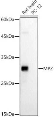 Western Blot: Myelin Protein Zero AntibodyBSA Free [NBP2-94812]