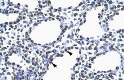 Immunohistochemistry: Myelin expression factor 2 Antibody [NBP2-87864]