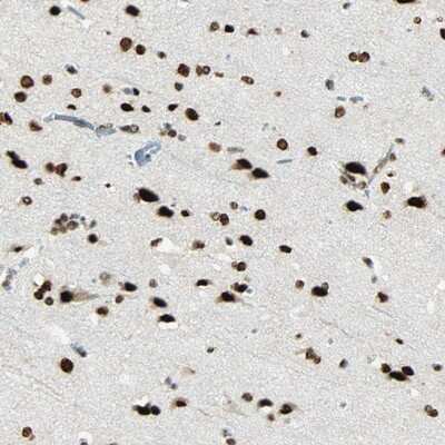 Immunohistochemistry-Paraffin: Myelin expression factor 2 Antibody [NBP1-83766]